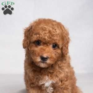 Gilbert, Cavapoo Puppy